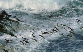 Пингвины в море