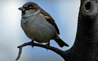 Воробей на дереве