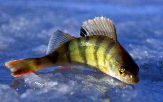 Речной окунь