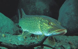 Щука на дне