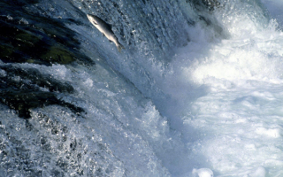 Рыба идет на нерест