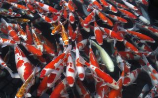 Японские карпы