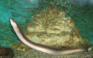 Речной угорь