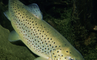 Речная форель