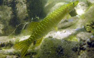 Маленькая щука