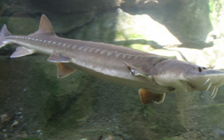 Осетр крупная речная рыба