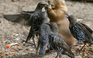 Дрозды и суслик