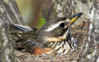 Дрозд белобровик на гнезде