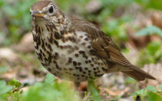 Певчий дрозд