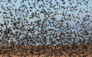 Большая стая краснокрылых дроздов
