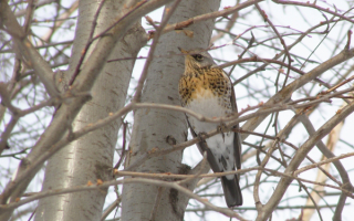 Дрозд на ветке