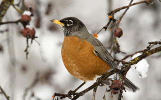 Странствующий дрозд в зимнем лесу
