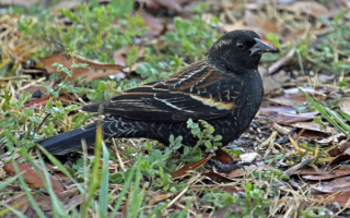 Американский дрозд