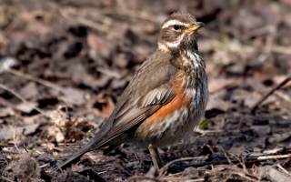 Дрозд белобровик