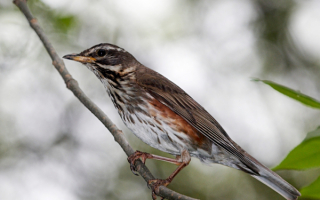 Дрозд белобровик на ветке