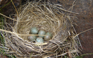 Гнездо дрозда белобровика