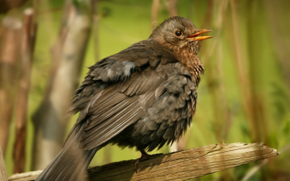 Дрозд на дереве