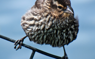 Самка краснокрылого дрозда