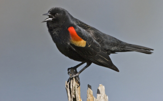 Краснокрылый дрозд