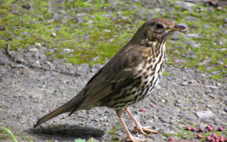 Певчий дрозд