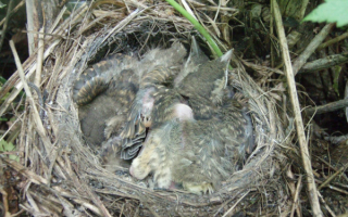 Птенцы дрозда белобровика