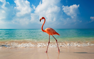 Фламинго идет по пляжу