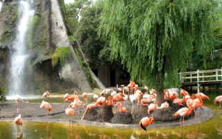 Фламинго в парке