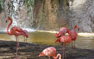 Фламинго у ручья