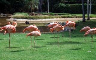 Фламинго отдыхают
