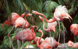 Фламинго под пальмами