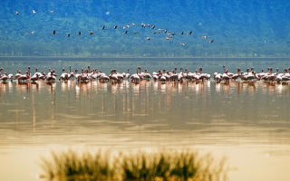 Фламинго на озере