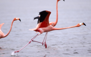 Фламинго взлетает