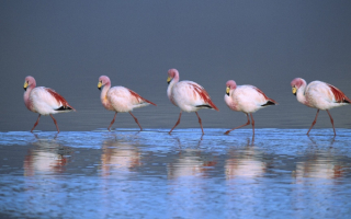 Фламинго идут по воде