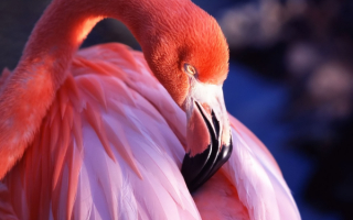 Фламинго чистит перышки