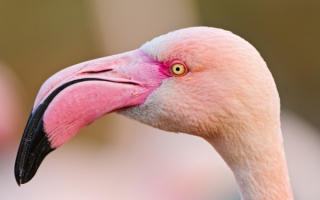 Голова фламинго