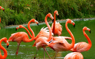 Фламинго на мелководье