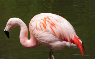 Птица розовый фламинго