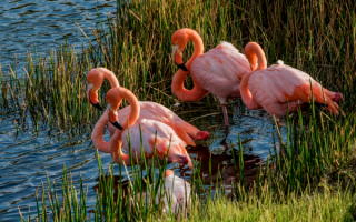 Розовые фламинго у берега озера