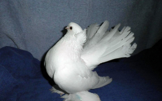 Белый голубь