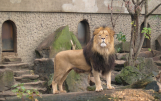 Лев в зоопарке Амстердама