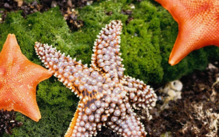 Морские звезды в водорослях