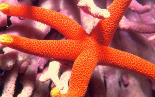 Морская звезда в кораллах