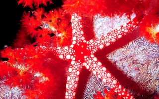 Морская звезда в коралловом цветнике