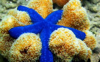 Синяя морская звезда на желтых кораллах