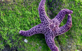 Фиолетовая морская звезда
