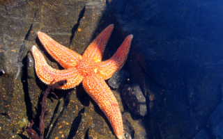 Морская звезда на подводной скале