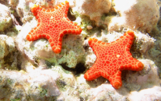 Морские звезды у берегов Австралии