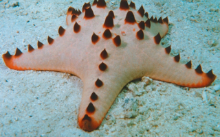Морская звезда у Соломоновых островов