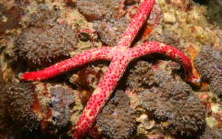 Морская звезда у побережья Пхукета