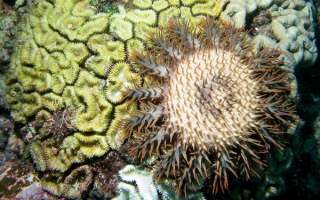 Морская звезда терновый венец острова Фиджи
